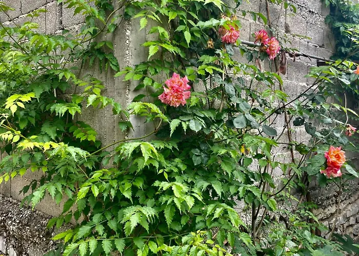 Bazzar 2 Casa de hóspedes *