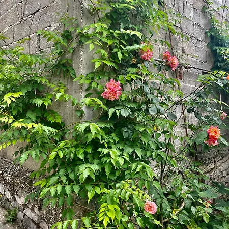 Bazzar 2 Guest house *